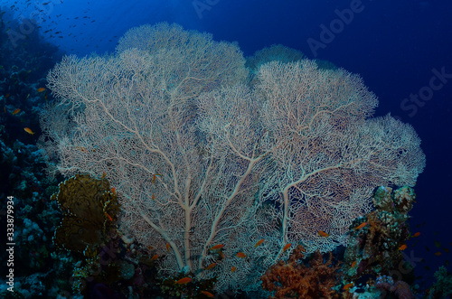 barriera corallina corallo
