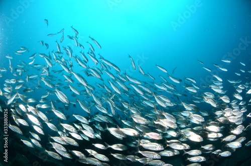 Pesci salpe sardine