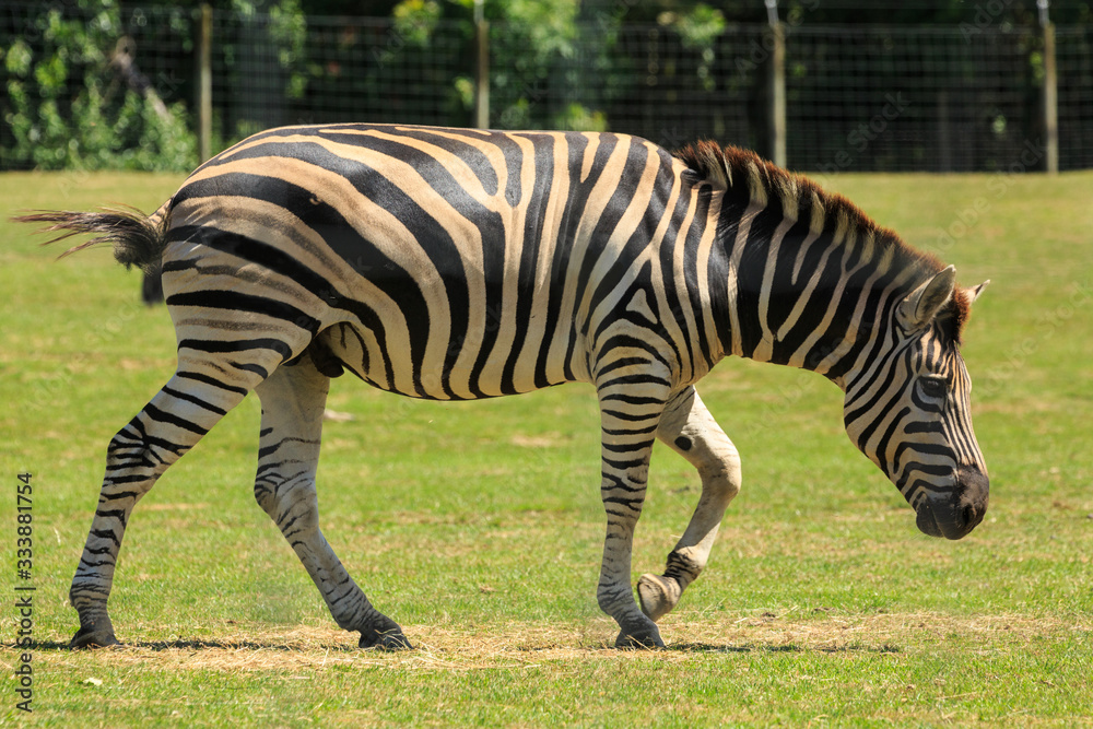 A male plains zebra trotting in a grassy enclosure at a wildlife park A male plains zebra trotting in a grassy enclosure at a wildlife park