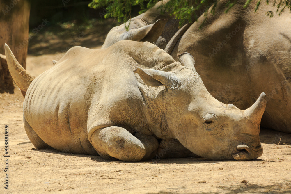 A southern white rhino (aka square-lipped rhino) calf lying beside its mother A southern white rhino (aka square-lipped rhino) calf lying beside its mother