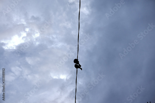 Black birds sitting on electric cable