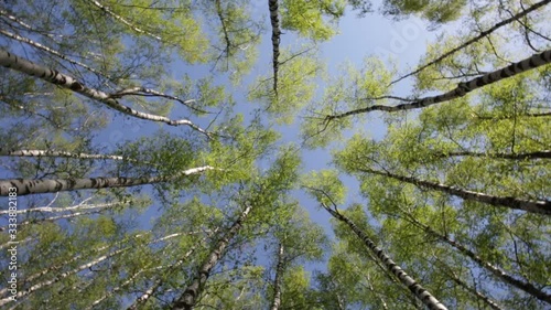 Green birchwood in a sunny day, the bottom view. The image rotates in a circle
