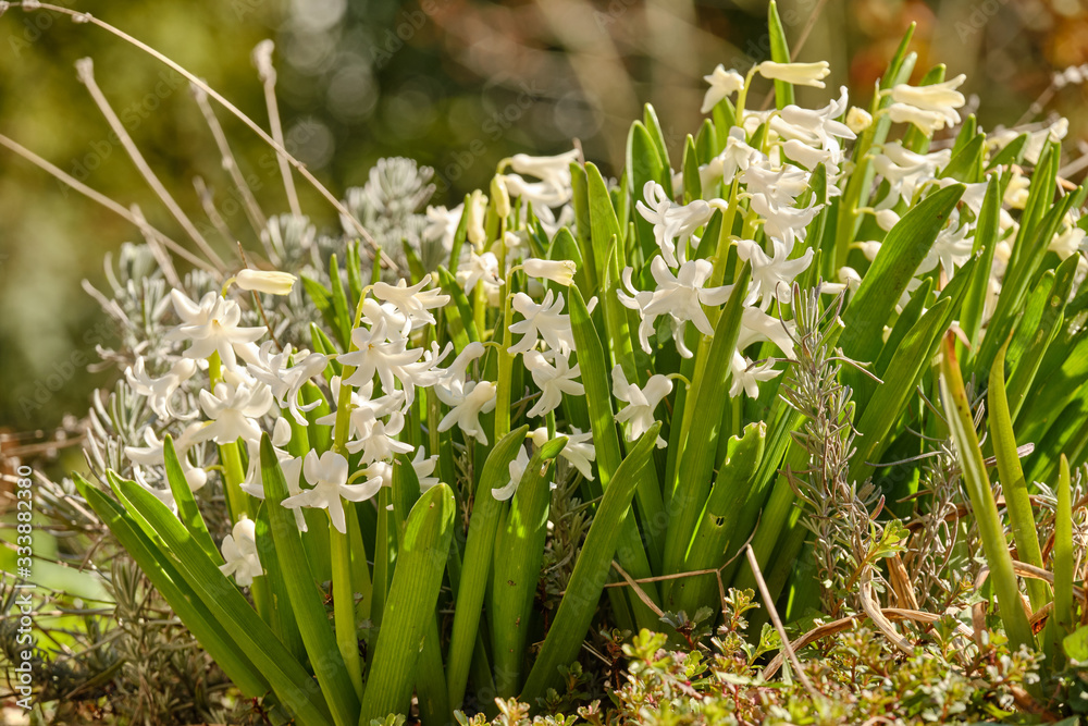 Fototapeta premium Closeup of beautiful flowering white hyacinth flowers with lavender on a sunny day in a German springtime garden. Seen in March in Germany.
