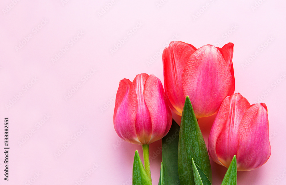 Obraz premium Beautiful tulips bouquet