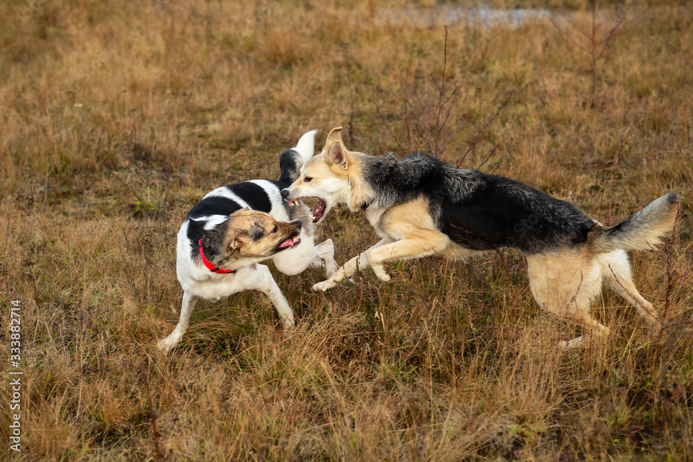 Dogs fighting in autumn field. cloudy day