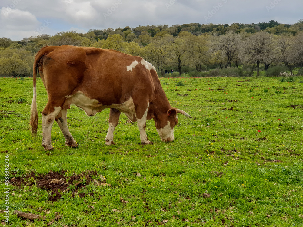 Brown White Cow Eating in a Green Field