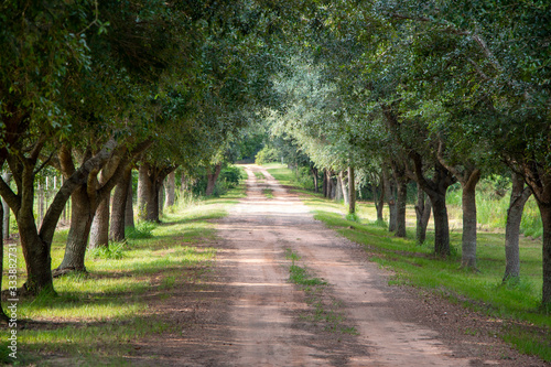 Tree lined dirt road in the country