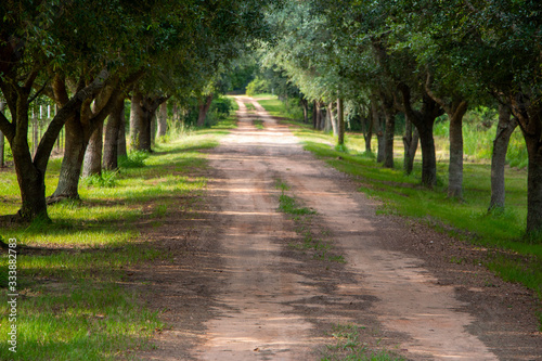 Tree lined dirt road in the country