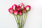 flat lay of bunch of roses on white background - copy space
