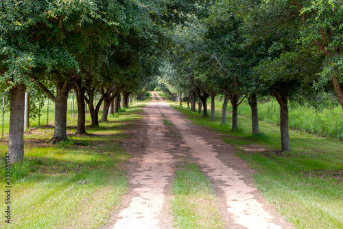 Tree lined dirt road in the country