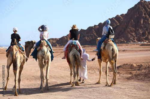 People riding camels in the egypt desert. Rear view