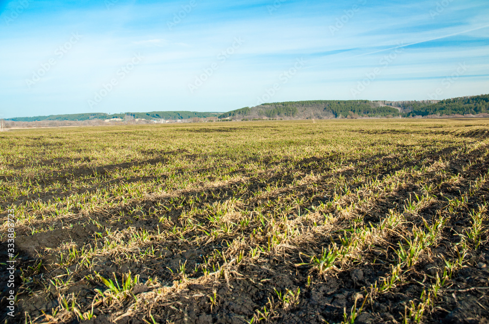 field of corn field of corn