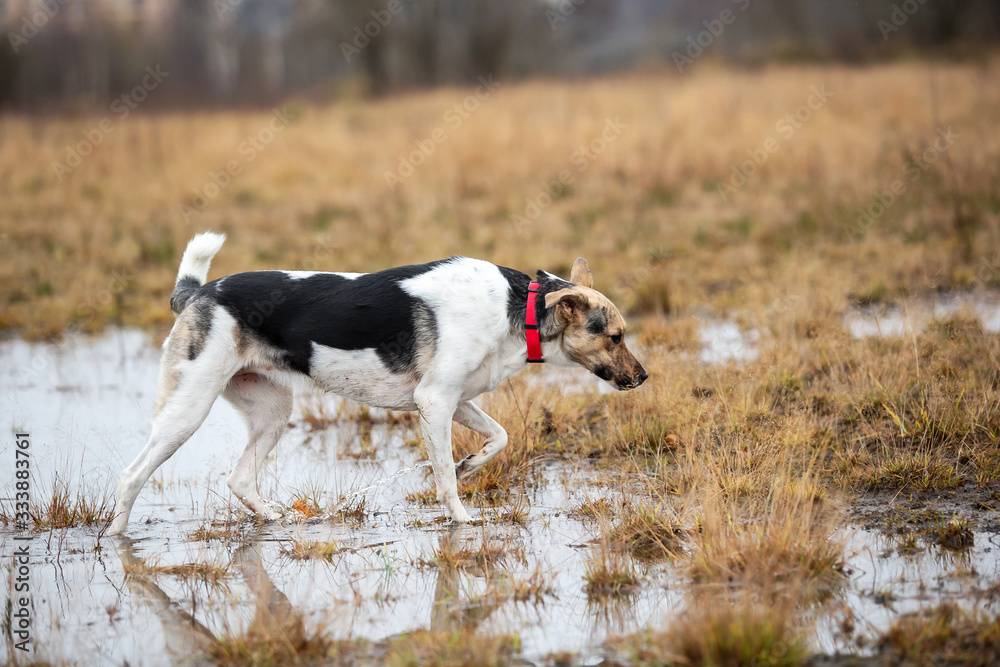 Dog walking on wet autumn field. cloudy day Dog walking on wet autumn field. cloudy day