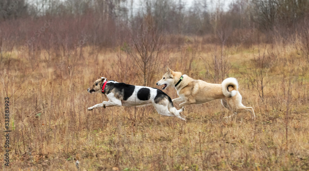 Dogs playing in autumn forest. Cloudy day