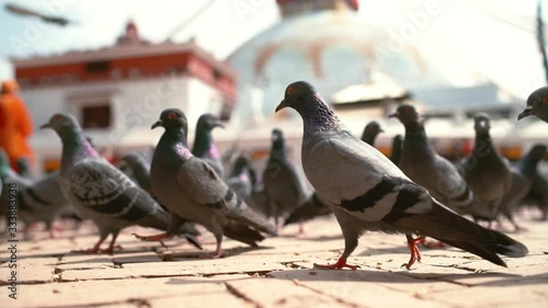 Pigeons flocking together on main square in Nepal's capital city. Birds strutting around in city center. Animals concept.