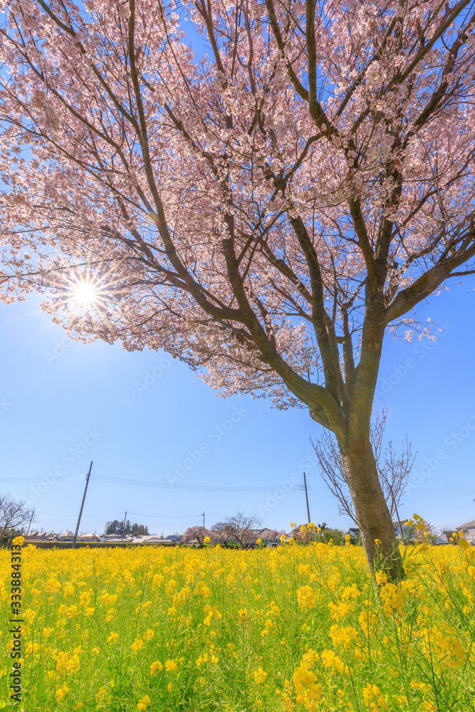 桜と菜の花