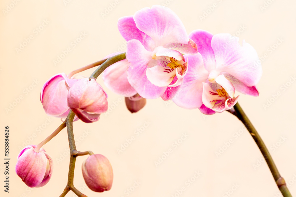 Bonita orquídea phalaenopsis rosa sobre fondo claro Stock Photo | Adobe  Stock
