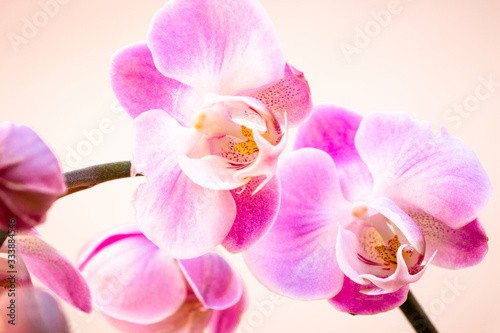 Bonita orqu  dea phalaenopsis rosa sobre fondo claro