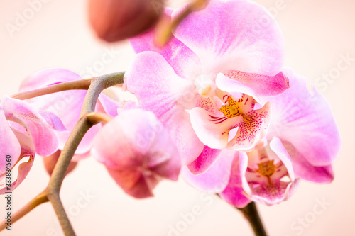 Bonita orqu  dea phalaenopsis rosa sobre fondo claro