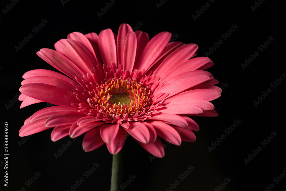 profile of pink daisy macro on dark background
