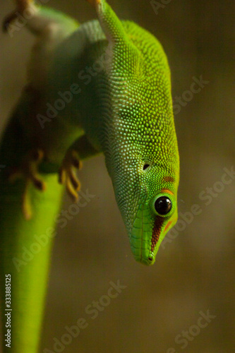 Madagascar day gecko or Phelsuma madagascariensis madagascariensis on a glass terrarium coming upside down. Cute green gecko lizard.