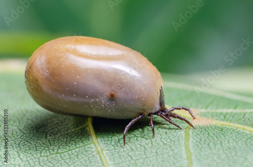 Swollen mite from blood, a dangerous parasite and carrier of infection sits on a leaf