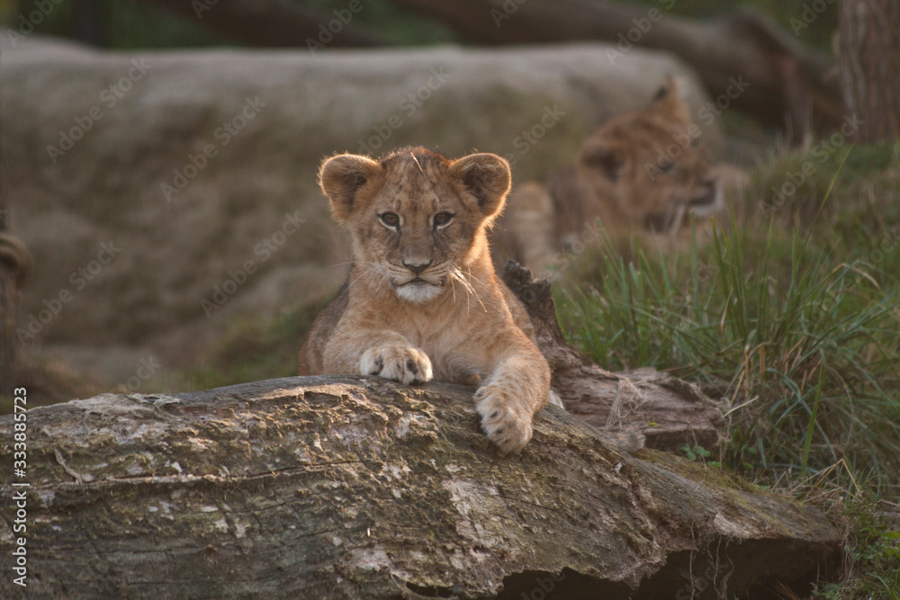 Baby lion looking in the camera. Little king of the jungle is posing for the crowd in a zoo. Baby lion looking in the camera. Little king of the jungle is posing for the crowd in a zoo.