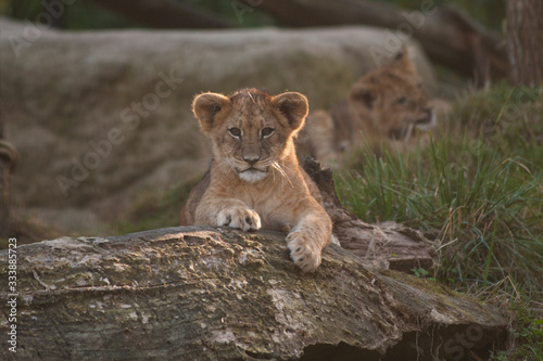 Baby lion looking in the camera. Little king of the jungle is posing for the crowd in a zoo.