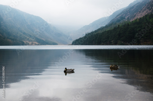 Lago tranquilo con patos nadando y montañas al fondo 