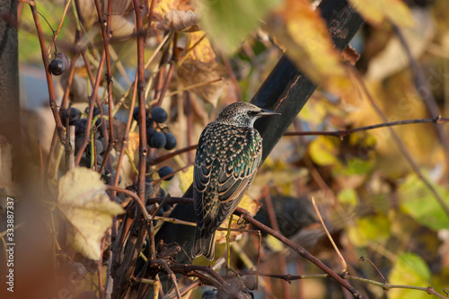 Canvas Print Sturnus vulgaris or common starling in the vineyard, looking for food