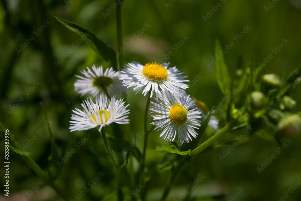 Flower field in the spring time. White flower in the focus with green background. Nature shot with close up flowers. Flower field in the spring time. White flower in the focus with green background. Nature shot with close up flowers.