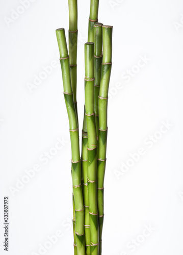 Green branches of Bamboo isolated on white background.