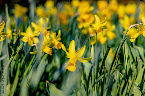 Osterglocken, Ostern, Frühlingsanfang