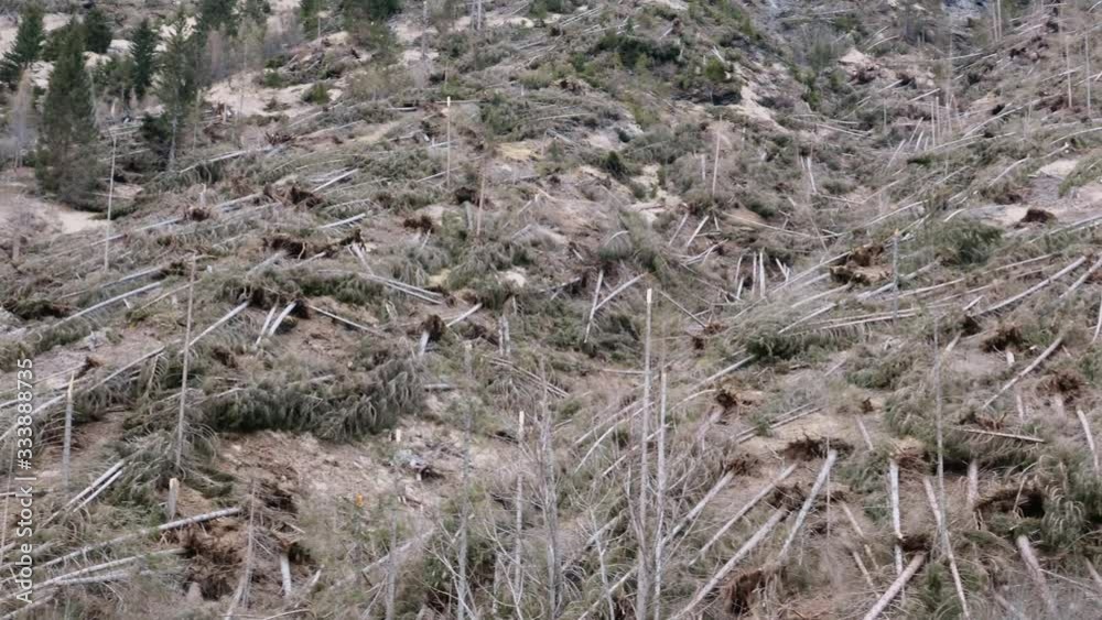 Damaged fir trees after disaster in the Dolomite mountains, fallen trees after storm Damaged fir trees after disaster in the Dolomite mountains, fallen trees after storm
