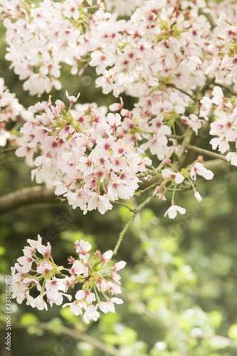 Baumblüte im Frühling © Ingairis