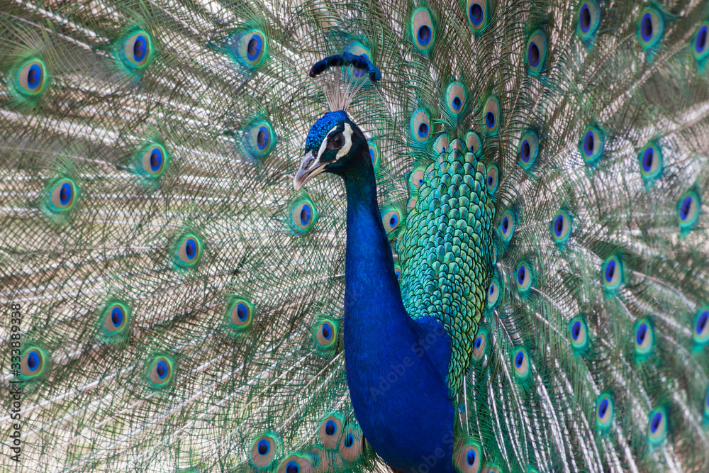 Obraz premium Common peafowl or peacock. Male peacock is showing off his beautiful colorful feathers.
