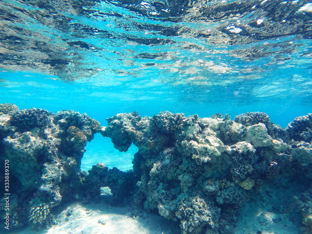 Fototapeta premium underwater background and free space for your decoration. 