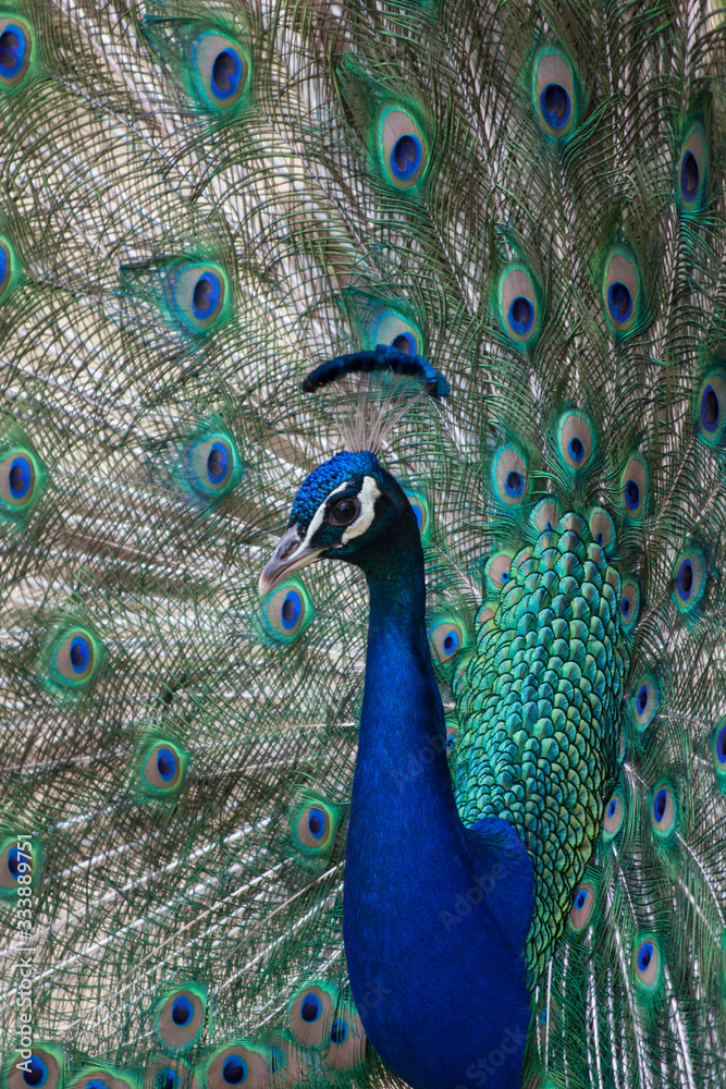 Obraz premium Common peafowl or peacock. Male peacock is showing off his beautiful colorful feathers.