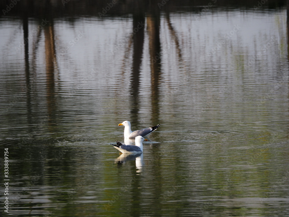 dos aves de color blanco, negro y gris, pico amarillo, ojos pequeños, nadando, en el lago del castell de remei, lerida, españa, europa dos aves de color blanco, negro y gris, pico amarillo, ojos pequeños, nadando, en el lago del castell de remei, lerida, españa, europa