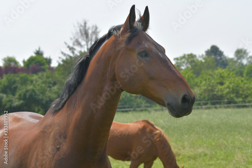 Portrait of a beautiful bay warmblood horse.