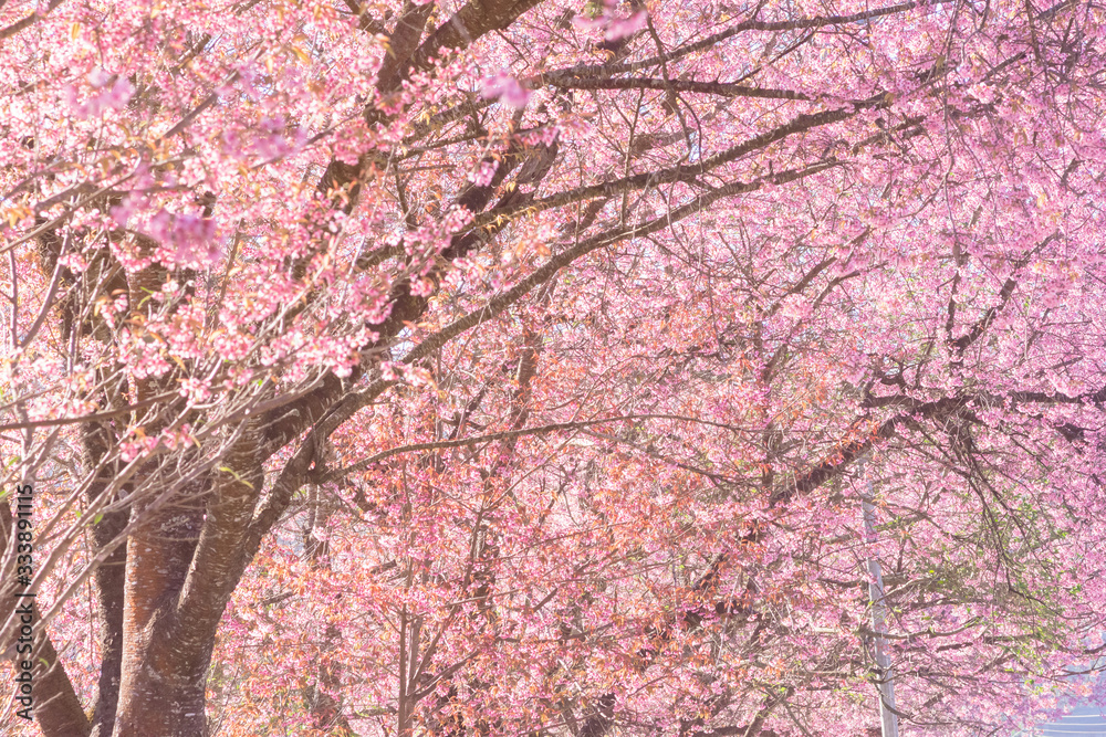 Pink blossoms on the branch with blue sky during spring blooming,.Branch with pink sakura blossoms, Chiang Mai, Thailand.Blooming cherry tree branches against a cloudy blue sky Himalayan blossom Pink blossoms on the branch with blue sky during spring blooming,.Branch with pink sakura blossoms, Chiang Mai, Thailand.Blooming cherry tree branches against a cloudy blue sky Himalayan blossom