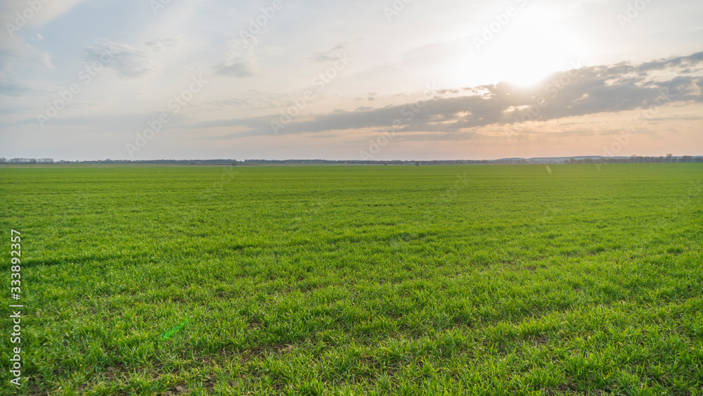 green field and sun at sunset green field and sun at sunset