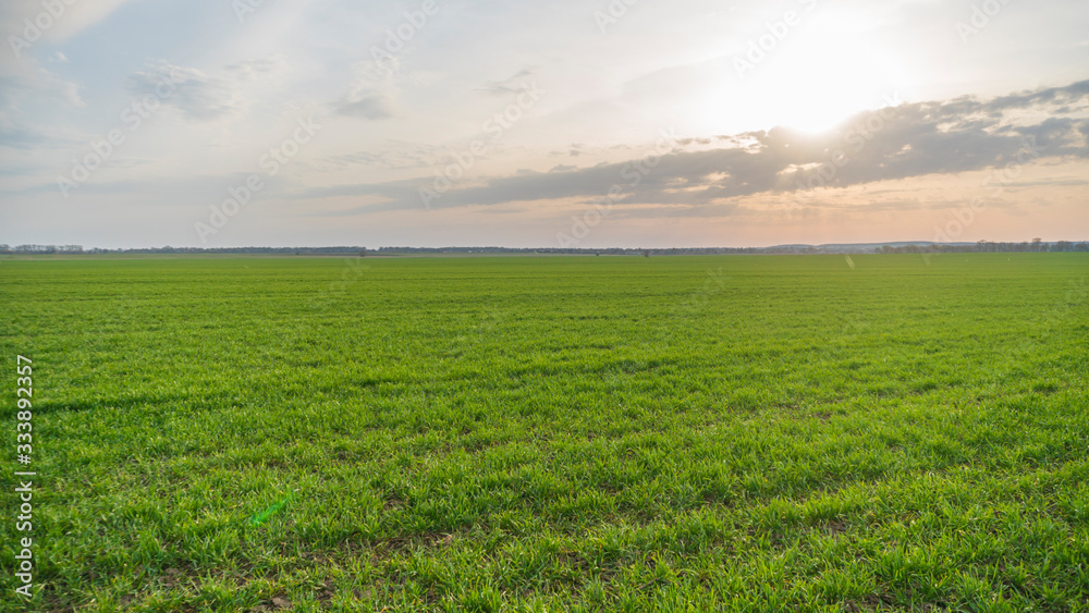 green field and sun at sunset