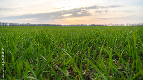 green field and sun at sunset