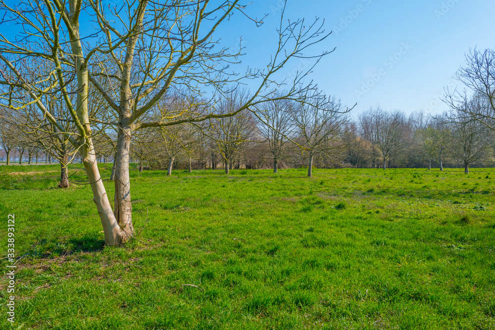 Trees in a green field below a blue sky in sunlight in spring