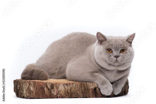 A lilac british shorthair cat sitting on a tree cut board. White studio background. photo