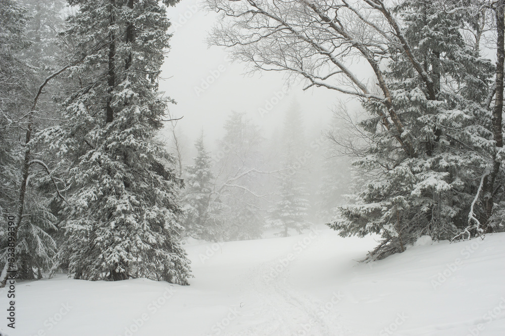 snow-covered, coniferous, white forest, after a night of snowfall and tourists walking with huge backpacks along the path winding among the firs