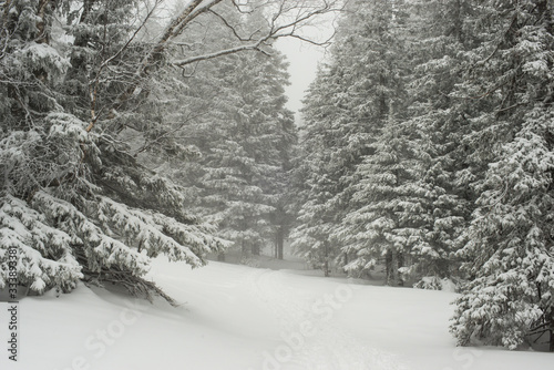 snow-covered  coniferous  white forest  after a night of snowfall and tourists walking with huge backpacks along the path winding among the firs