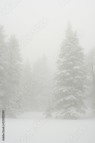 snow-covered, coniferous, white forest, after a night of snowfall and tourists walking with huge backpacks along the path winding among the firs © Павел Чигирь