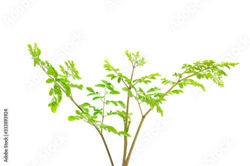 Closeup young moringa leaves branch  herb and medical concept